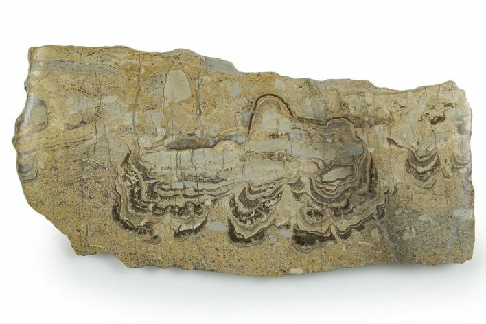 Upper Carboniferous Stromatolite Slab - Fife, Scotland #353856